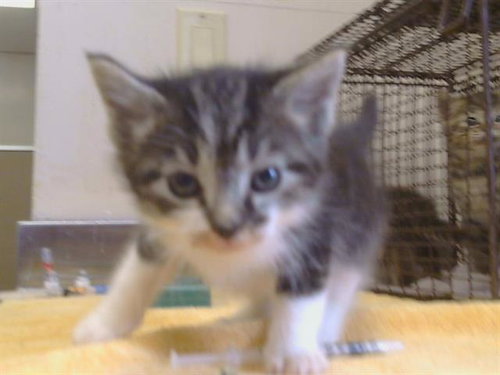 MS. PIGGY, Baby Domestic Short Hair (medium coat), cat for adoption in Roseville, California