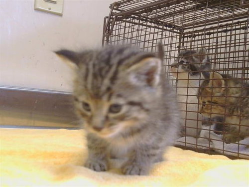 TOMMY, Baby Domestic Short Hair (medium coat), cat for adoption in Roseville, California