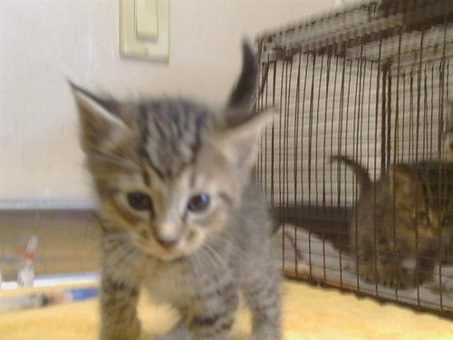 VIOLET, Baby Domestic Short Hair (medium coat), cat for adoption in Roseville, California