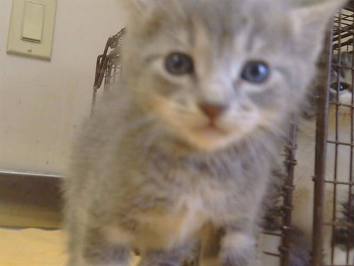 GRAVY, Baby Domestic Short Hair (medium coat), cat for adoption in Roseville, California