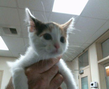 *TAWANDA, Baby Domestic Short Hair (medium coat), cat for adoption in Roseville, California