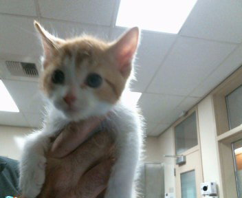 *SHAUN, Baby Domestic Short Hair (medium coat), cat for adoption in Roseville, California