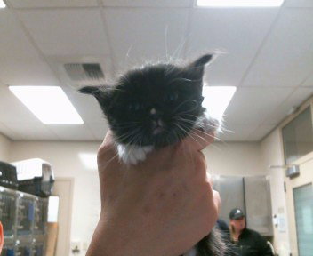 *WATUSI, Baby Domestic Short Hair (medium coat), cat for adoption in Roseville, California