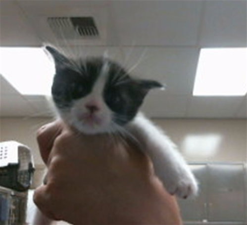 *CARMICHAEL, Baby Domestic Short Hair (medium coat), cat for adoption in Roseville, California