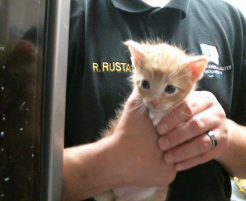 *BARRETT, Baby Domestic Short Hair (medium coat), cat for adoption in Roseville, California