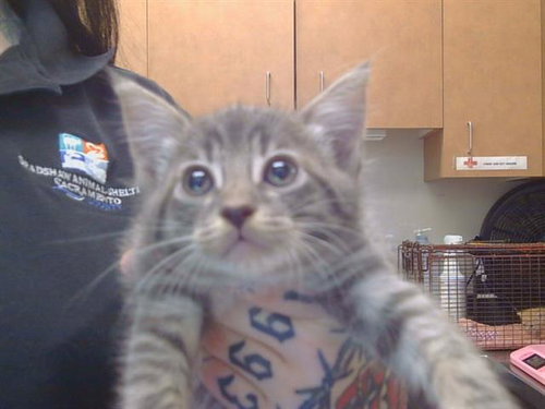 *MERLOT, Baby Domestic Short Hair (medium coat), cat for adoption in Roseville, California