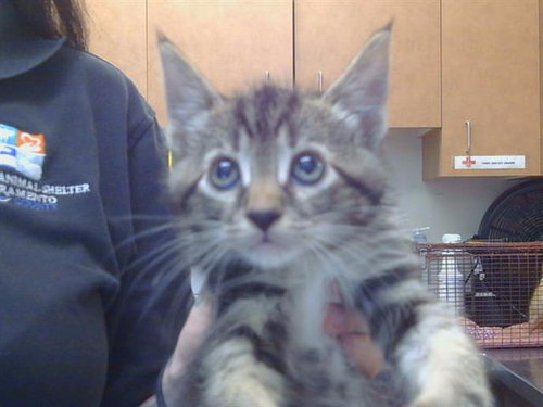 *MALBEC, Baby Domestic Short Hair (medium coat), cat for adoption in Roseville, California