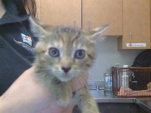 *SYRAH, Baby Domestic Short Hair (medium coat), cat for adoption in Roseville, California