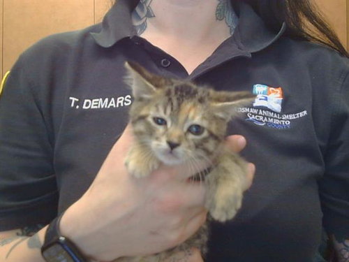 *CHARDONNAY, Baby Domestic Short Hair (medium coat), cat for adoption in Roseville, California