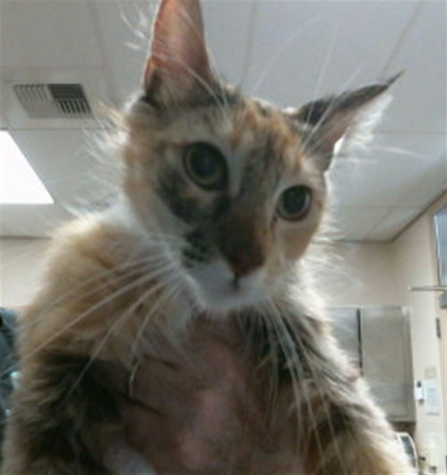 A915084, Adult Domestic Short Hair (medium coat), cat for adoption in Roseville, California
