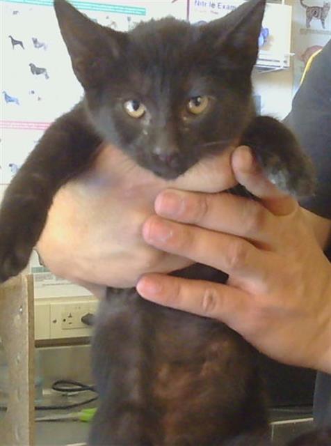 *PICASSO, Baby Domestic Short Hair (medium coat), cat for adoption in Roseville, California