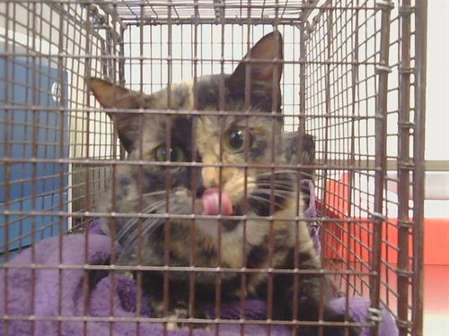 A920433, Young Domestic Short Hair (medium coat), cat for adoption in Roseville, California
