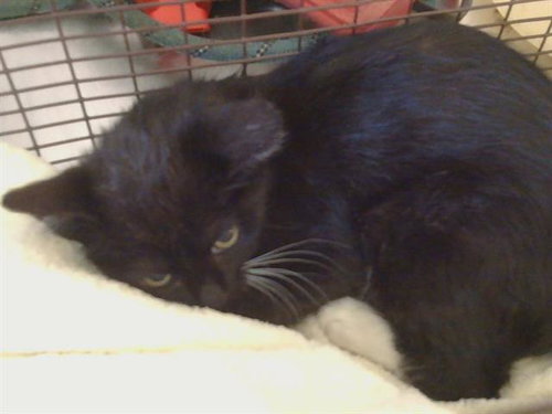 A920651, Baby Domestic Short Hair (medium coat), cat for adoption in Roseville, California