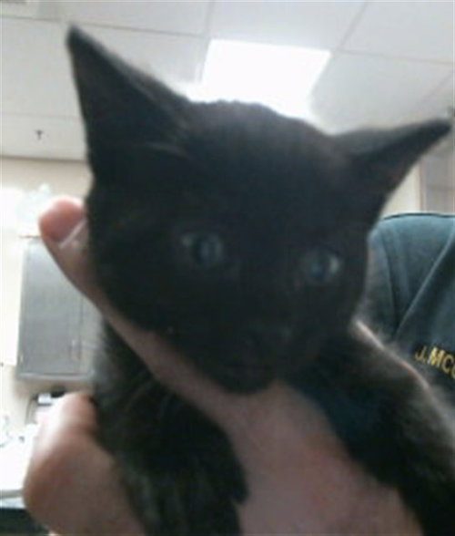 A914421, Baby Domestic Short Hair (medium coat), cat for adoption in Roseville, California