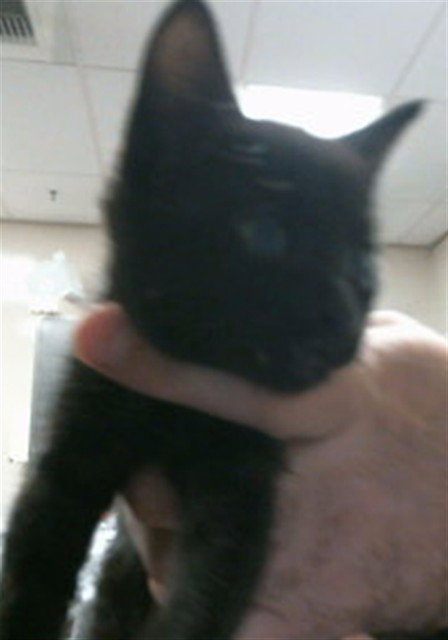 A914422, Baby Domestic Short Hair (medium coat), cat for adoption in Roseville, California