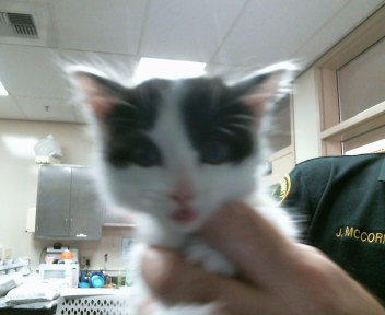 A914424, Baby Domestic Short Hair (medium coat), cat for adoption in Roseville, California