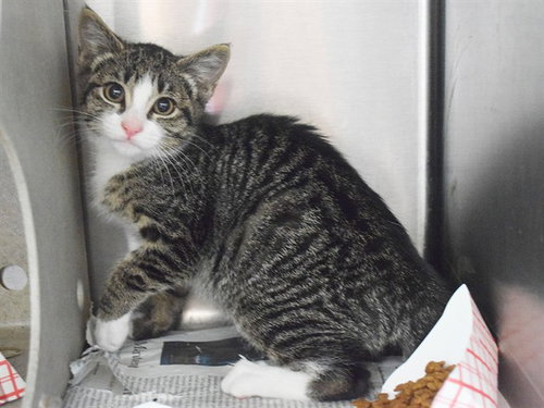 A921018, Baby Domestic Short Hair (medium coat), cat for adoption in Lincoln, California