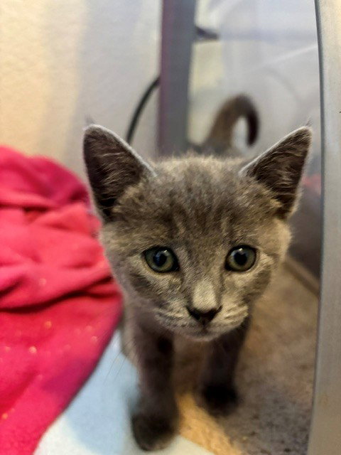 SETZER, Baby Domestic Short Hair (medium coat), cat for adoption in Lincoln, California