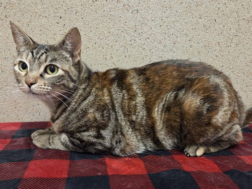 *TOFFEE, Adult Domestic Short Hair (medium coat), cat for adoption in Lincoln, California