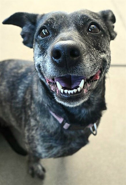 *FALOO, an adoptable Basset Hound in Sacramento, CA