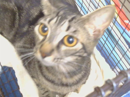 *DESTINY, Young Domestic Short Hair (medium coat), cat for adoption in Lodi, California