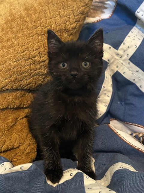 FERN, Baby Domestic Medium Hair (medium coat), cat for adoption in Sacramento, California