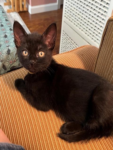 SIENNA