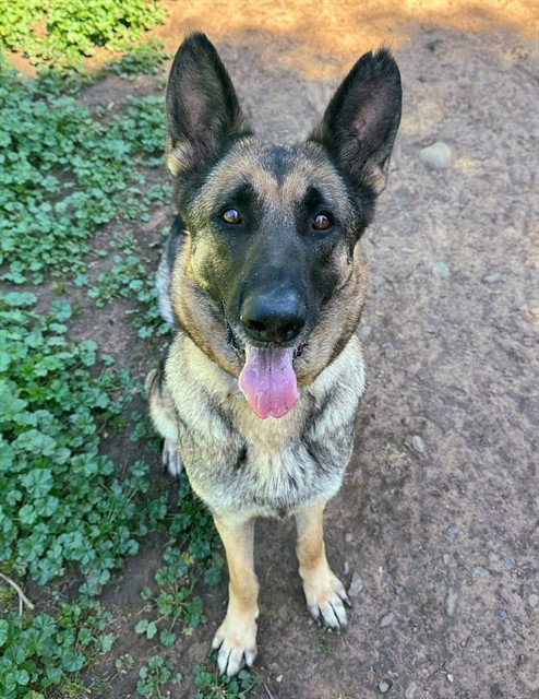 DOJA