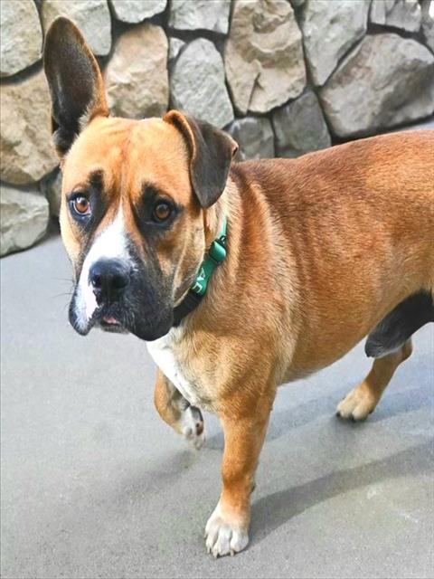*SHORT STACK, an adoptable Pit Bull Terrier in Sacramento, CA
