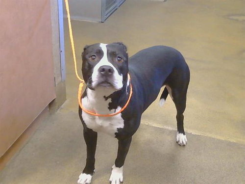 PANDA — rescue dog of the day