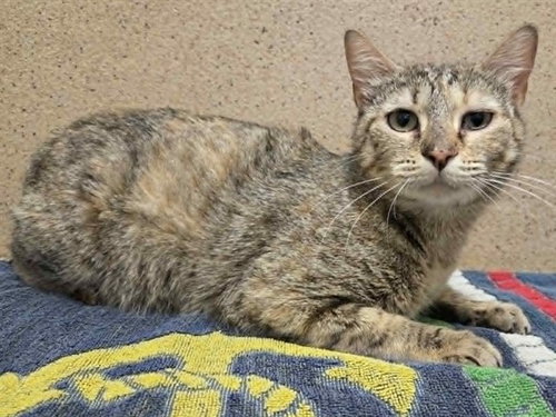 *MARGUERITE, Adult Domestic Short Hair (medium coat), cat for adoption in Sacramento, California