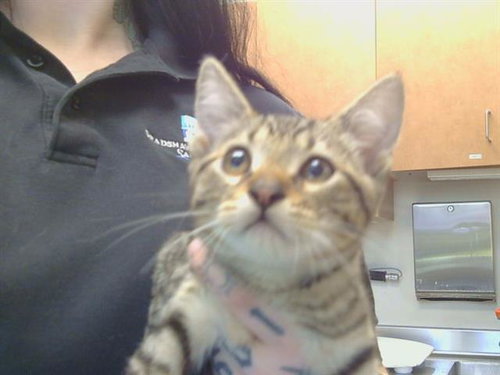 A921514, Baby Domestic Short Hair (medium coat), cat for adoption in Yuba City, California