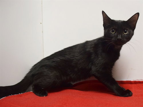 *DIAMOND, Baby Domestic Short Hair (medium coat), cat for adoption in Lincoln, California