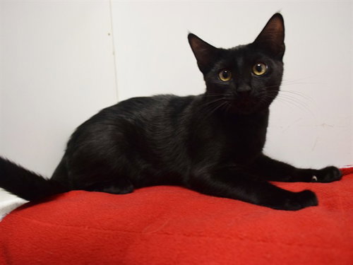 *SPARKLER, Baby Domestic Short Hair (medium coat), cat for adoption in Lincoln, California