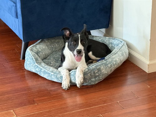 OREO