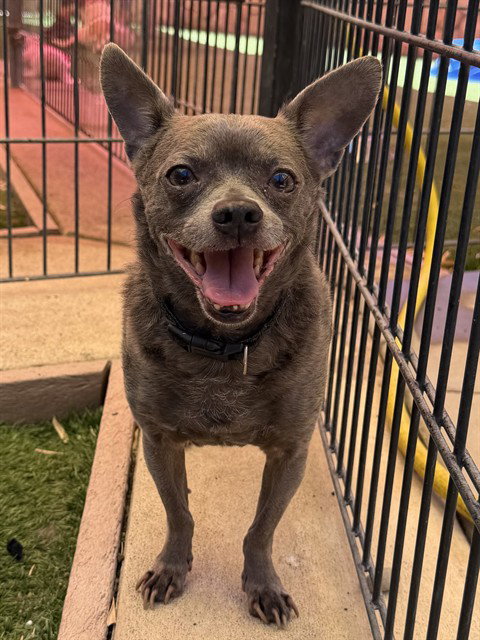 COCO