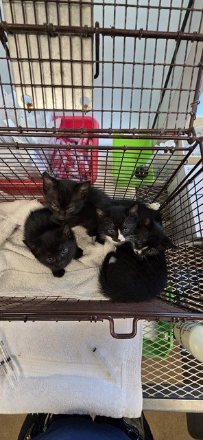 WEDNESDAY, Baby Domestic Short Hair (medium coat), cat for adoption in Sacramento, California