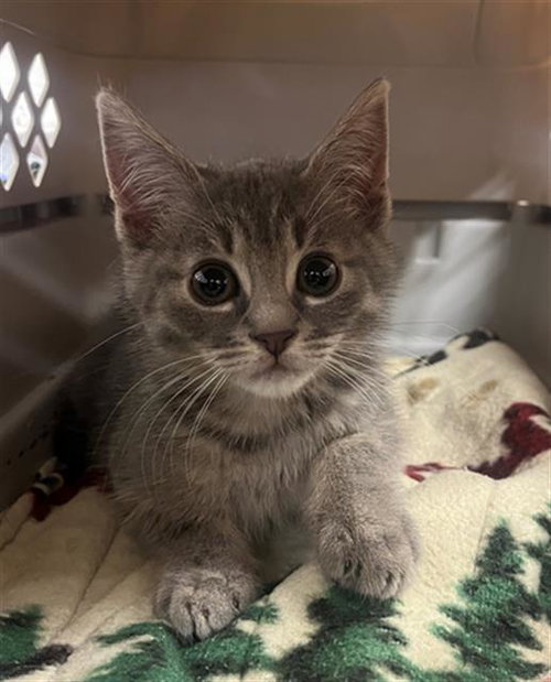P.J., Baby Domestic Short Hair (medium coat), cat for adoption in Sacramento, California