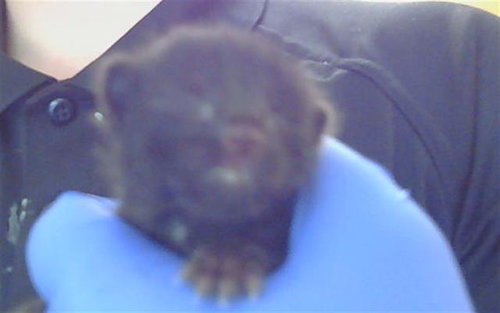 *SINCLAIR, Baby Domestic Short Hair (medium coat), cat for adoption in Sacramento, California