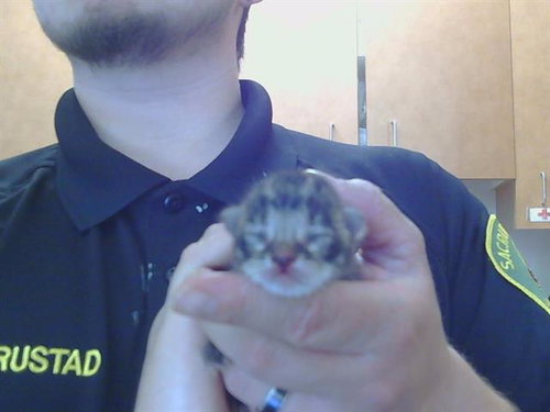 *KASMIR, Baby Domestic Short Hair (medium coat), cat for adoption in Sacramento, California