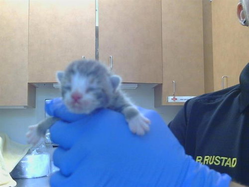 *SKIP, Baby Domestic Short Hair (medium coat), cat for adoption in Sacramento, California