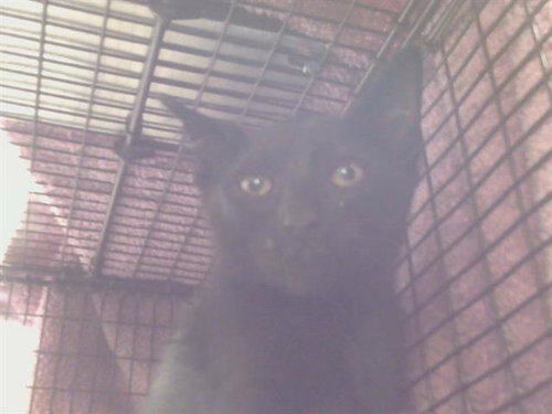*MALCOM, Baby Oriental Short Hair / Mixed (medium coat), cat for adoption in Sacramento, California
