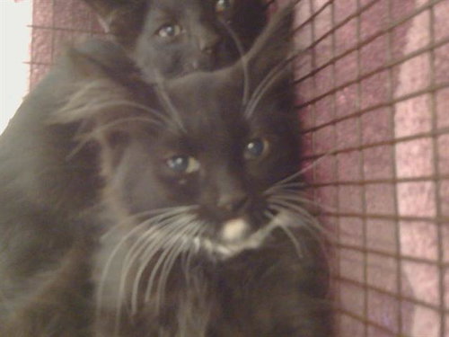 *RESHAWNA, Baby Domestic Medium Hair (medium coat), cat for adoption in Sacramento, California