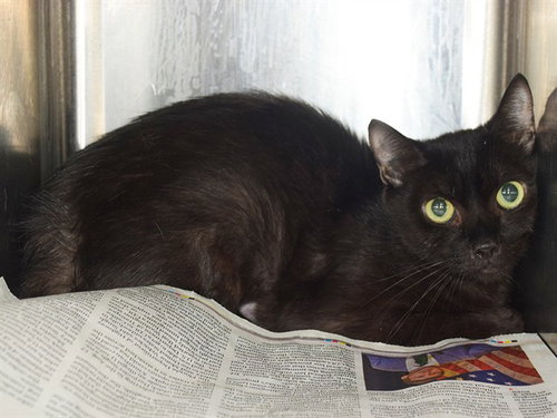 *CHRISSA (GARDEN CAT)