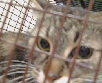 HALLEY BERRY, Young Domestic Medium Hair (medium coat), cat for adoption in Sacramento, California