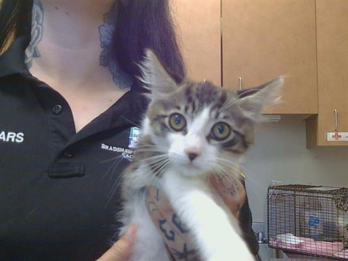 *OAKLEY, Baby Domestic Medium Hair (medium coat), cat for adoption in Sacramento, California