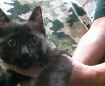 *DRUSILLA, Baby Domestic Short Hair (medium coat), cat for adoption in Lincoln, California