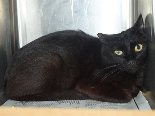 *PATTY (BARN CAT)