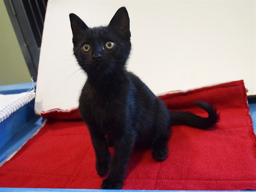*TROY, an adoptable Domestic Short Hair in Sacramento, CA