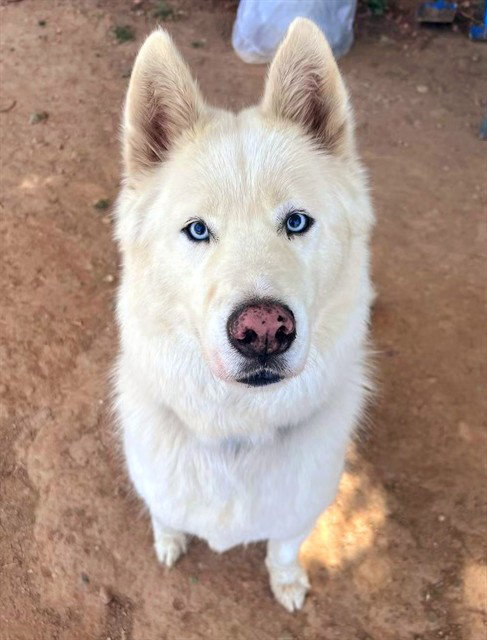*TUNDRA, an adoptable Siberian Husky in Sacramento, CA